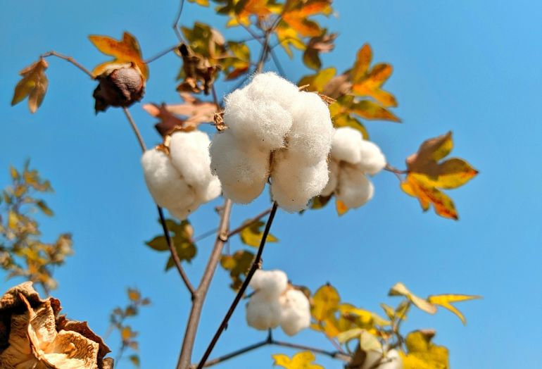 Cotton Mill Application