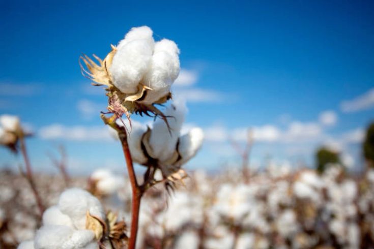 High Quality Cotton