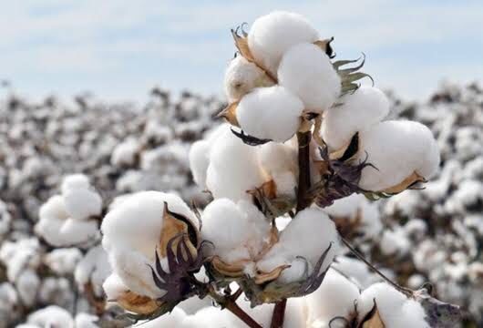 Breathable Cotton